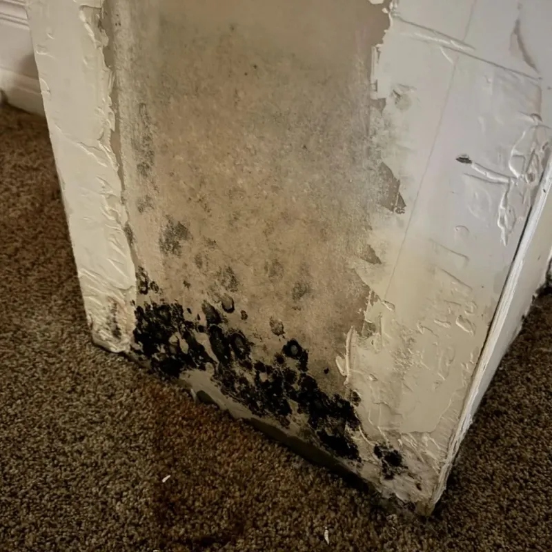 Professional Mold Removal in Sierra County, NM